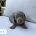 Dachshund (Miniature Smooth Haired)