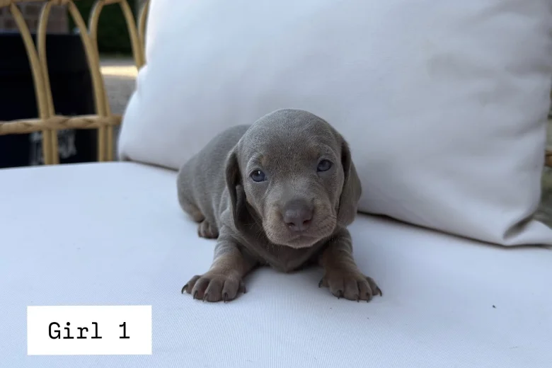 Dachshund (Miniature Smooth Haired)