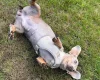 Dachshund (Miniature Smooth Haired)