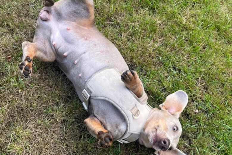 Dachshund (Miniature Smooth Haired)