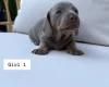Dachshund (Miniature Smooth Haired)