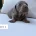 Dachshund (Miniature Smooth Haired)