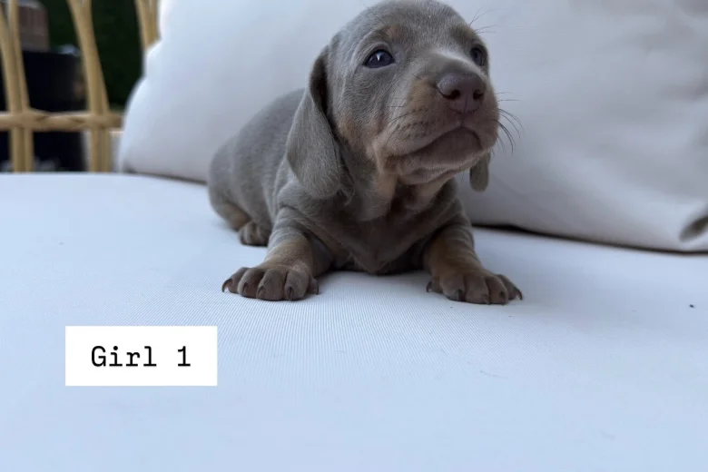 Dachshund (Miniature Smooth Haired)