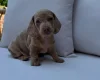 Dachshund (Miniature Smooth Haired)