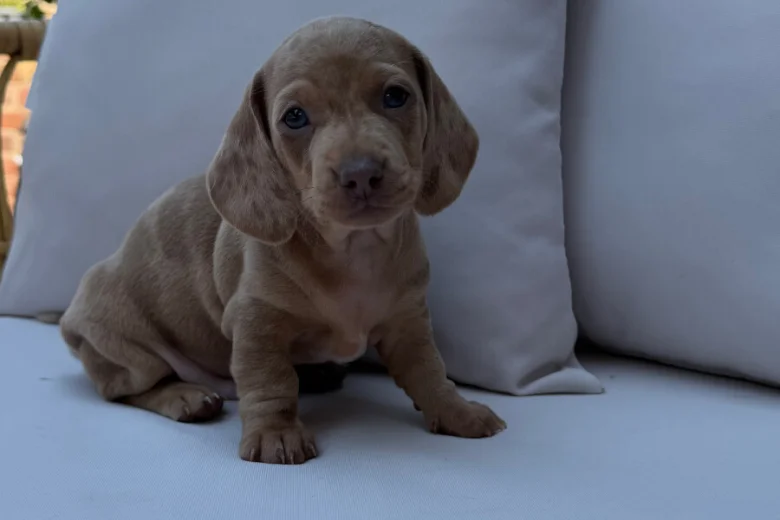 Dachshund (Miniature Smooth Haired)