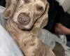 Dachshund (Miniature Smooth Haired)