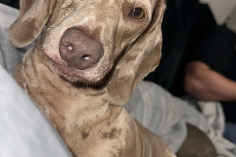 Dachshund (Miniature Smooth Haired)