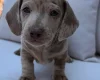 Dachshund (Miniature Smooth Haired)
