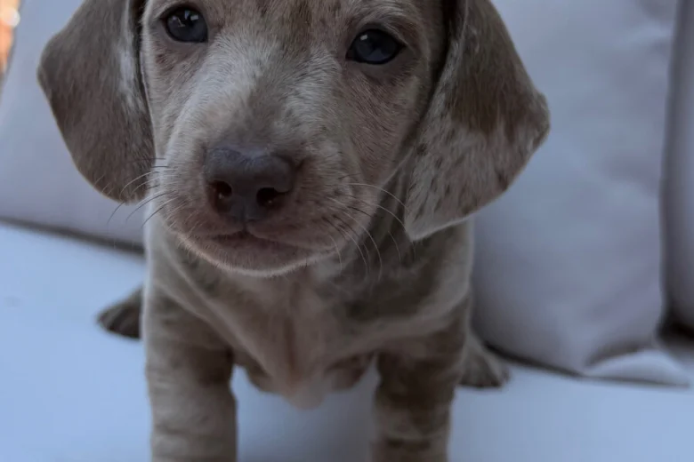 Dachshund (Miniature Smooth Haired)