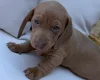 Dachshund (Miniature Smooth Haired)