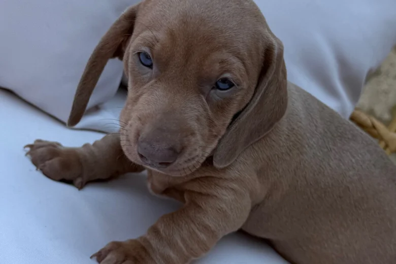 Dachshund (Miniature Smooth Haired)