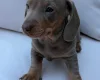 Dachshund (Miniature Smooth Haired)