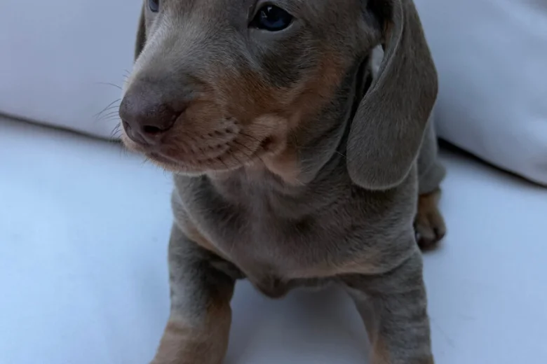 Dachshund (Miniature Smooth Haired)