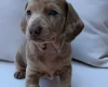 Dachshund (Miniature Smooth Haired)