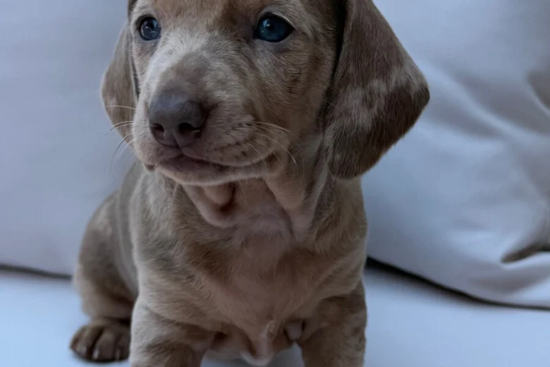 Dachshund (Miniature Smooth Haired)