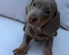 Dachshund (Miniature Smooth Haired)