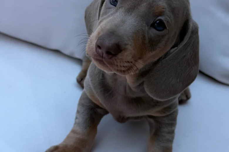 Dachshund (Miniature Smooth Haired)