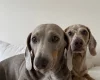 Dachshund (Miniature Smooth Haired)