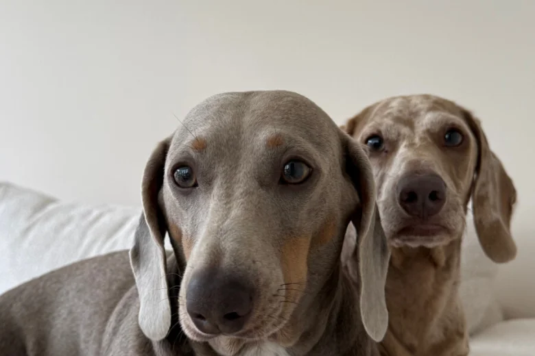 Dachshund (Miniature Smooth Haired)