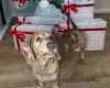Dachshund (Miniature Smooth Haired)