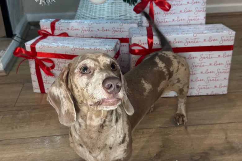 Dachshund (Miniature Smooth Haired)