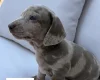 Dachshund (Miniature Smooth Haired)