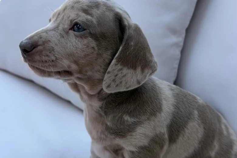 Dachshund (Miniature Smooth Haired)
