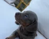 Dachshund (Miniature Smooth Haired)