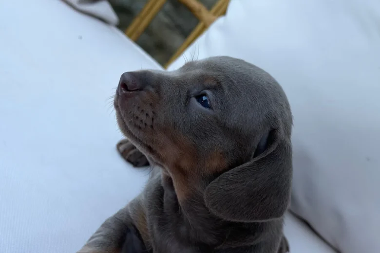 Dachshund (Miniature Smooth Haired)