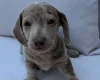 Dachshund (Miniature Smooth Haired)