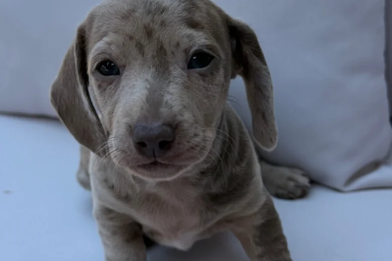 Dachshund (Miniature Smooth Haired)