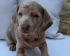 Dachshund (Miniature Smooth Haired)