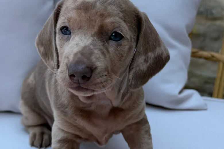 Dachshund (Miniature Smooth Haired)