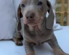 Dachshund (Miniature Smooth Haired)
