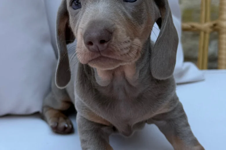 Dachshund (Miniature Smooth Haired)