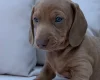 Dachshund (Miniature Smooth Haired)