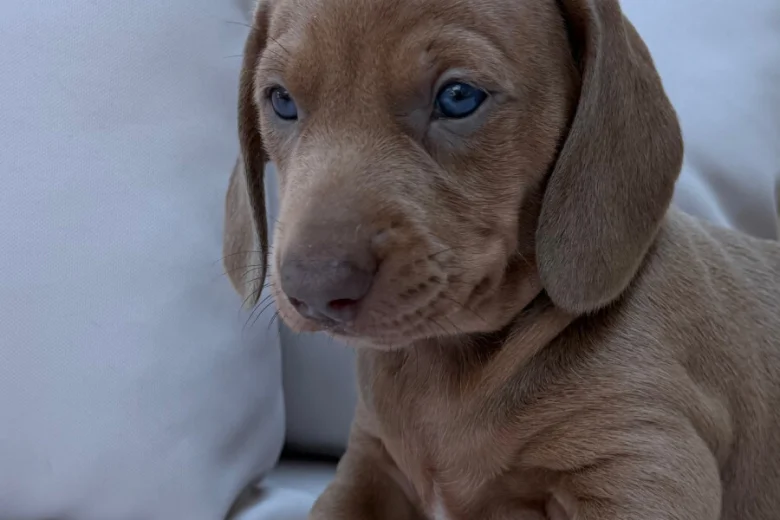 Dachshund (Miniature Smooth Haired)