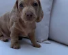 Dachshund (Miniature Smooth Haired)