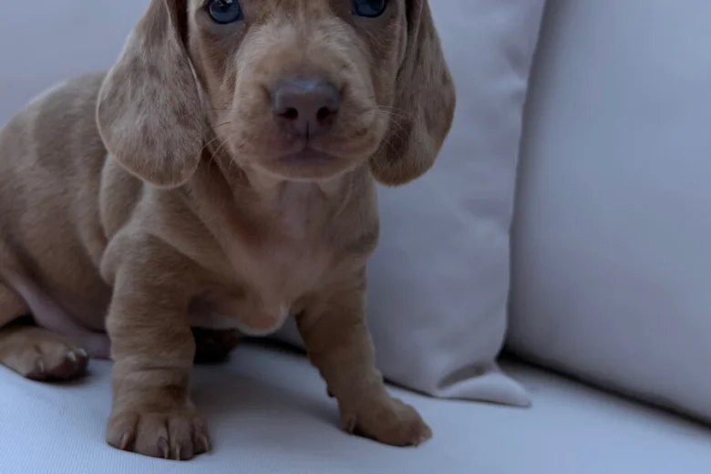 Dachshund (Miniature Smooth Haired)