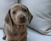 Dachshund (Miniature Smooth Haired)
