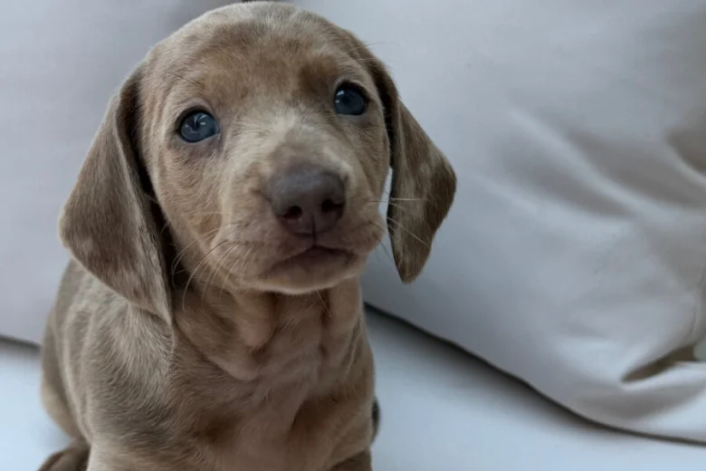 Dachshund (Miniature Smooth Haired)