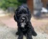 Cocker Spaniel (Show)