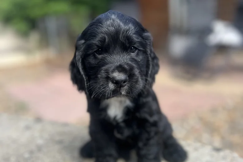 Cocker Spaniel (Show)