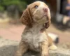 Cocker Spaniel (Show)