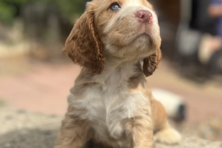 Cocker Spaniel (Show)