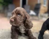 Cocker Spaniel (Show)