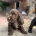 Cocker Spaniel (Show)
