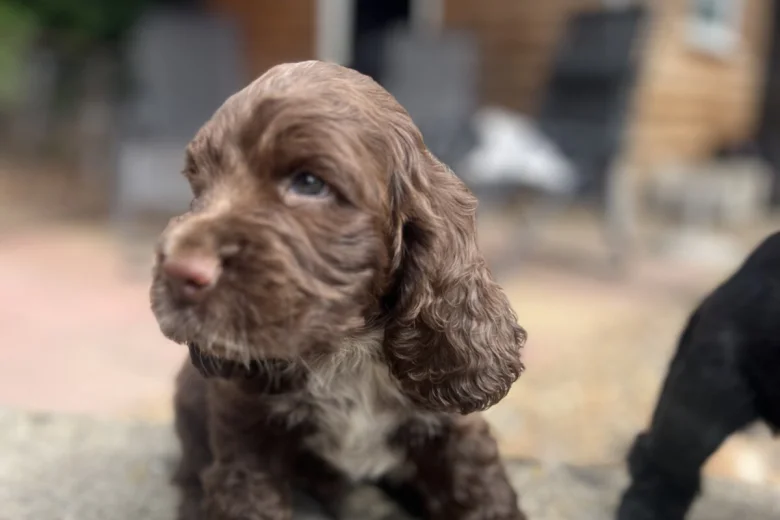 Cocker Spaniel (Show)