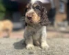 Cocker Spaniel (Show)