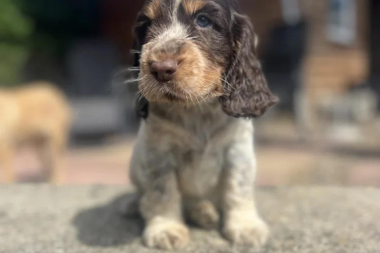 Cocker Spaniel (Show)